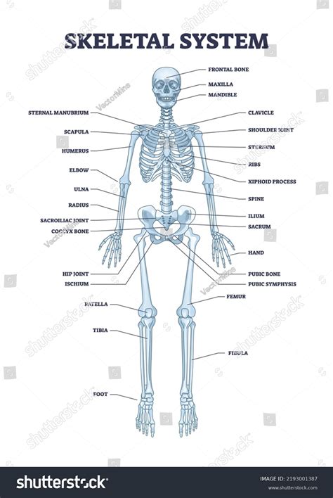 Skeletal System Chart