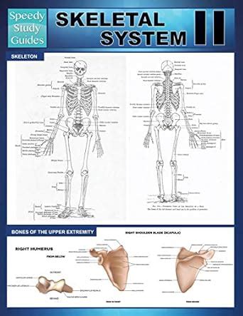 Skeletal System II Speedy Study Guides PDF