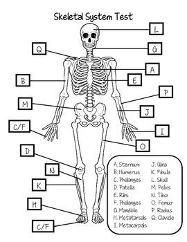 Skeletal System Mastery Test Answer Key - Bing PDF Kindle Editon