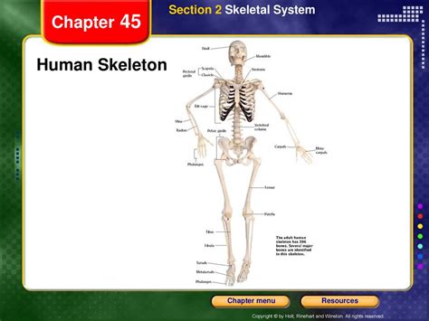 Skeletal System Section 45 2 Answer Key Reader