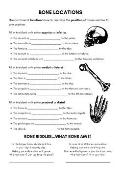 Skeletal System Section 8 Packet Answers Kindle Editon