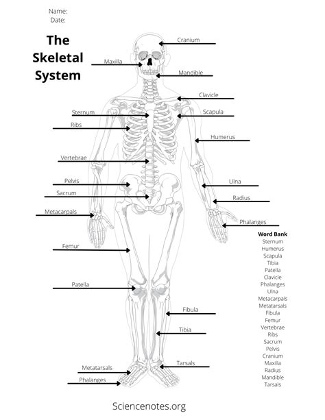 Skeletal System Study Guide Answer Key Kindle Editon