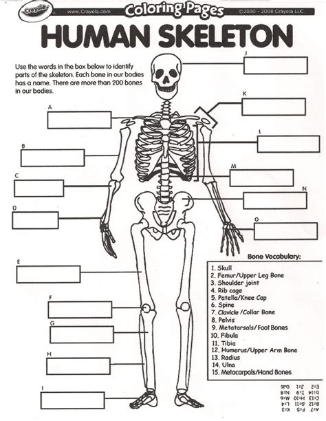 Skeletal System Worksheet Answers Doc