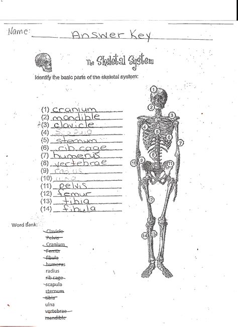 Skills Directed Skeletal System Answer Key PDF