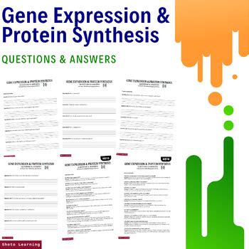 Skills Protein Synthesis And Gene Expression Answers Doc