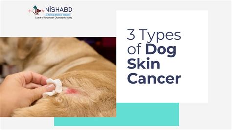 Skin Cancer in Dogs: The Ultimate Guide to Diagnosis, Treatment, and Prevention