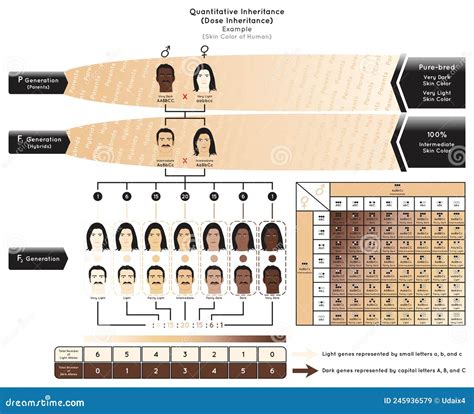 Skin Color Genetics Chart
