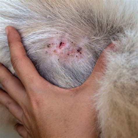 Skin Infections in Dogs: A Guide to Canine Dermatitis