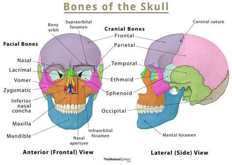 Skull Eye: Unveiling the Hidden Potential of the Human Eye