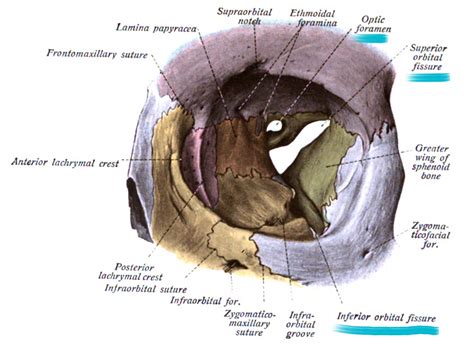 Skull Eye: Unveiling the Mysteries of the Ocular Cavity