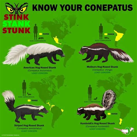 Skunk Size Chart