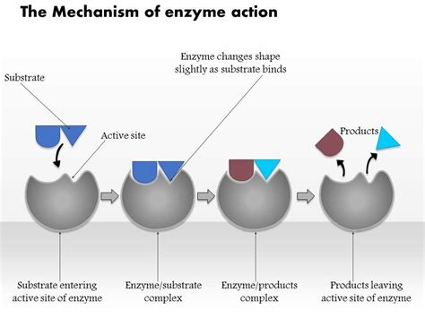 Slide-Action Mechanism: