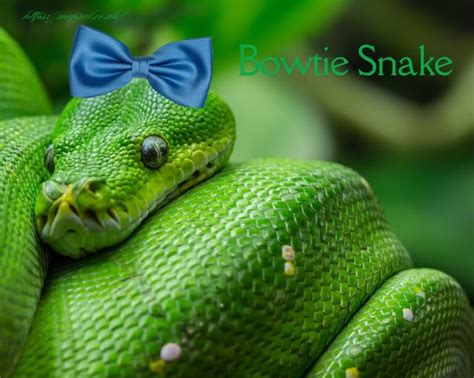 Slither into Style: The Ultimate Guide to Snake Cosplay