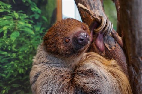 Sloth Experience Near Me: An Unforgettable Encounter with Nature's Slowest Creatures