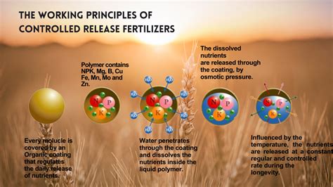 Slow-Acting Fertilizer: The Key to Long-Lasting Nutrition