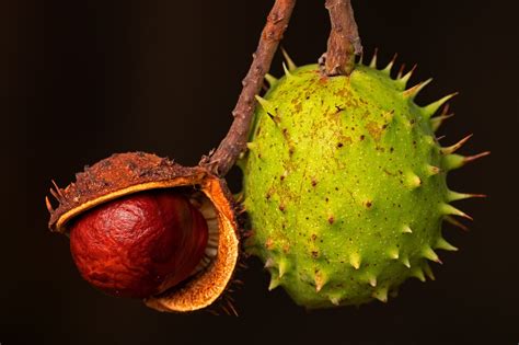 SlutNut Chestnut: The Ultimate Nut for Health and Vitality