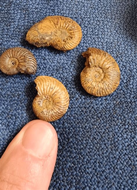 Small Ammonites for Beginners: