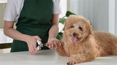 Small Animal Care: