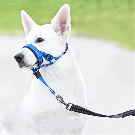 Small Dog Muzzle: The Ultimate Guide to Safety, Comfort, and Training