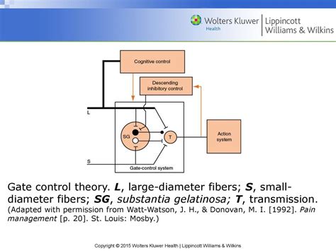 Small-diameter fibers (C fibers):