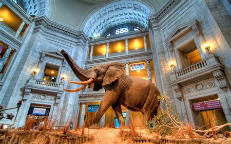 Smithsonian National Museum of Natural History: 100+ Years of Exploring the Wonders of Nature