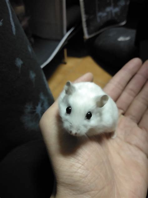 Smol Mouse: