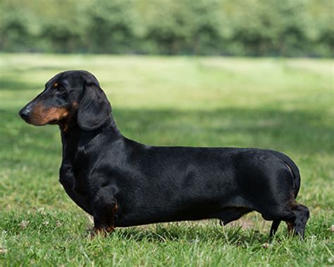 Smooth Dachshund: