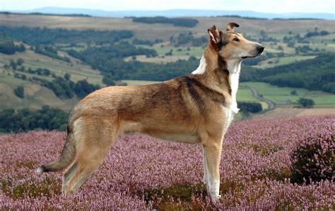 Smooth Haired Collie