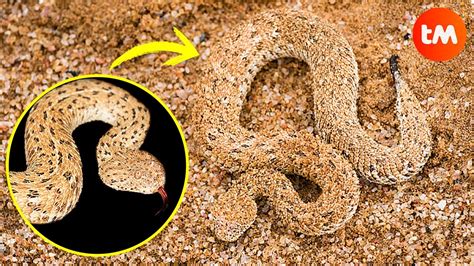 Snake Camouflage: 5 Extraordinary Adaptations for Stealth