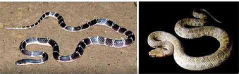 Snake Diversity in Nagaland