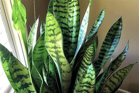 Snake Plant Fertilizer: 12 Essential Tips for Healthier, Happier Plants