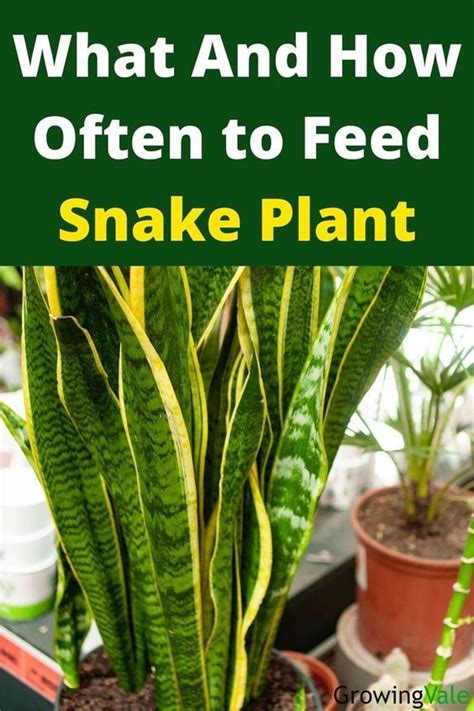 Snake Plant Fertilizer: 4 Best Picks for Luscious Greenery