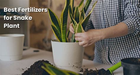 Snake Plant Fertilizer: A Comprehensive Guide to Boosting Your Plant's Health