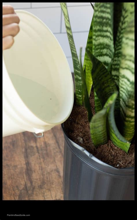 Snake Plant Fertilizer: The Ultimate Guide to Feeding Your Sansevieria