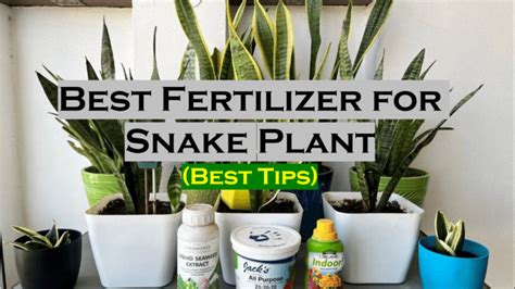 Snake Plant Fertilizer 101: A Comprehensive Guide