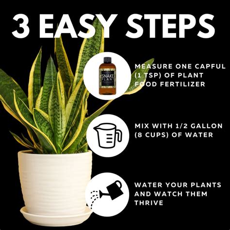 Snake Plant Fertilizer 101: Unlock the Secrets to a Healthy and Thriving Plant