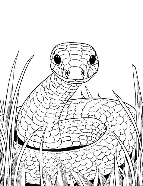 Snake Printable Coloring Pages