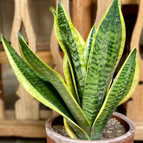 Snake plants (Sansevieria trifasciata)