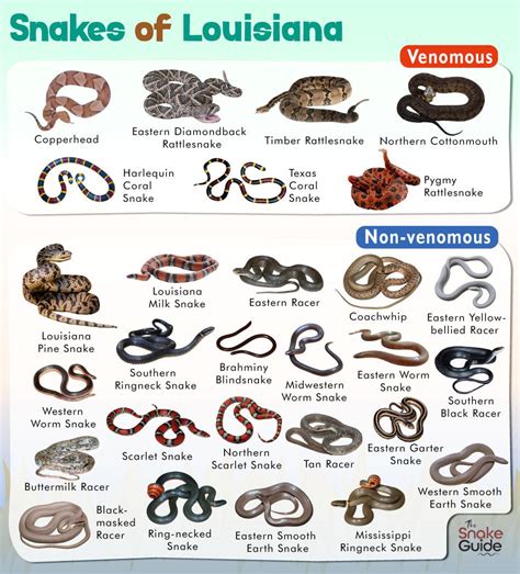 Snakes Of Louisiana Chart