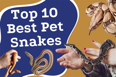 Snakes as Pets for Beginners: A Comprehensive Guide for Enthusiasts