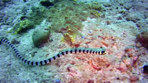 Snakes in Palau: A Comprehensive Guide to the Serpentine Inhabitants