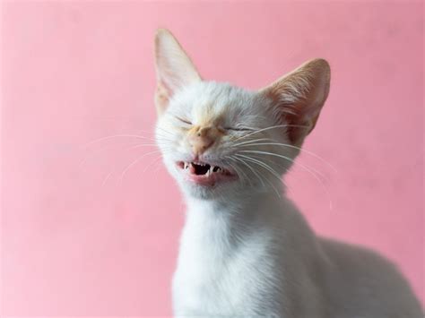 Sneezing Fits in Cats: Causes, Treatment, and Prevention