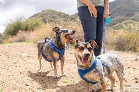 Sniffspot: A Unique Pet-Friendly Hiking Experience