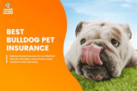 Sniffspot Dog Food for Bulldogs: The Ultimate 2025 Guide