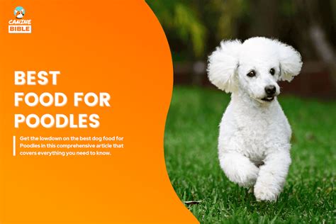 Sniffspot Dog Food for Poodles: 2025 Battle of the Brands