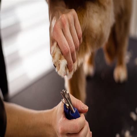 Sniffspot Dog Nail Care 2025: A Comprehensive Guide