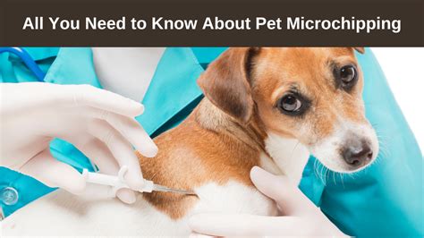 Sniffspot Microchipping: A Comprehensive Overview