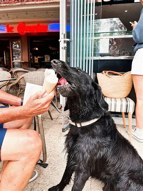 Sniffspot Pet-Friendly Restaurants 2025: The Ultimate Guide