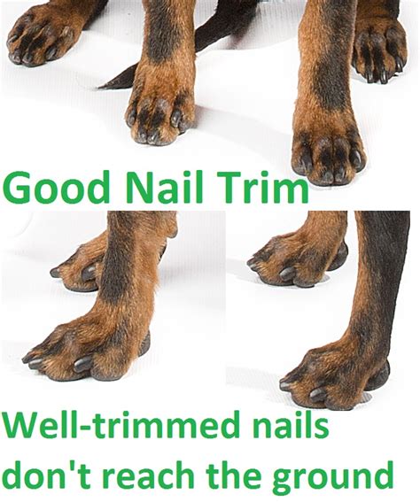 Sniffspot dog nail care