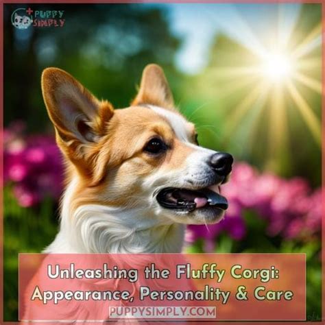 Sniffspot for Corgi Owners: Unleashing Joy in 2025